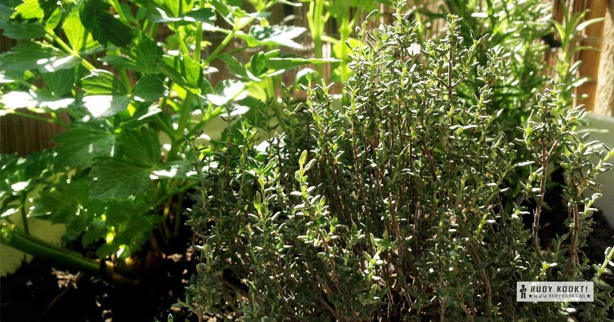 Gezond koken met tuinkruiden